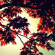 Illustration for article titled Shooting Challenge Fall Leaves Gallery 6
